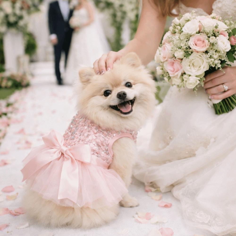 Sequin Pet Princess Dress Lace Bow Dog Tulle Skirt Pet Wedding Dresses  Party Wear