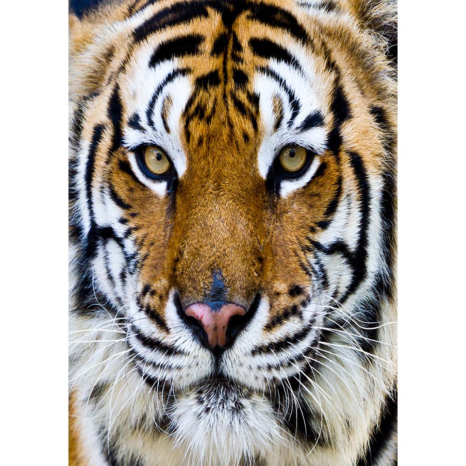 5D DIY Diamond Painting Animal Tiger Rhinestone Art Picture Full Diamond Embroidery Mosaic Home Decor Gift Kit