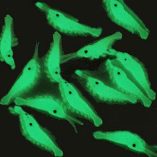 20Pcs 4cm Luminous Silicone Artificial Shrimp Fishing Lure Soft Bait Tackle Tool