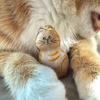 1 Transparent Catshaped Memorial Capsule A Catshaped Sealed Storage  Hanging Loopa Heartfelt Gift For Cat Owners To Commemorate