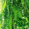 Persian Grass Simulation Wall Hanging Artificial Ferns Vine Plants Hanging Green Plants Indoor Ceiling Flower Vine Decoration