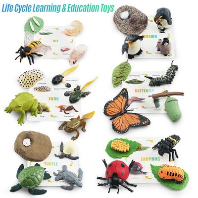 Bisofice Life Cycle Learning & Education Montessori Toys Toddler Education Animal Figures of Frog