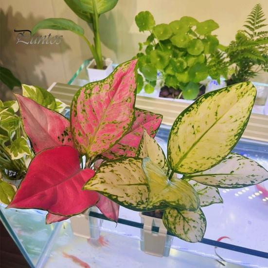 2Pcs Aquatic Plant Stands Fish Tank Flowerpot Plastic Aquarium Hanger Decorations Hydroponic Plants Baskets Fish Tank Accessory