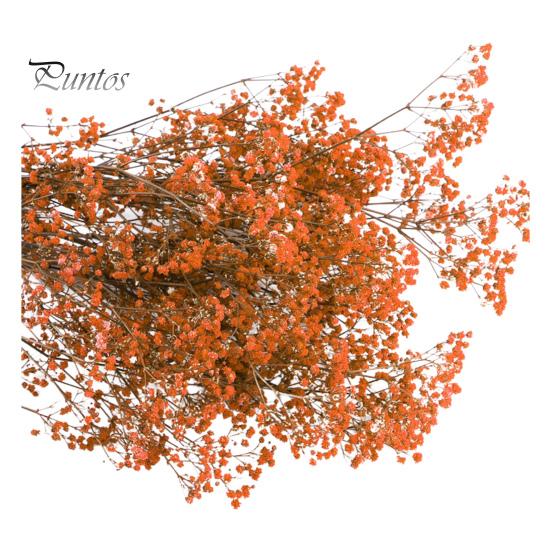 

Еоніум Букет із сухих квітів Яскравий колір Не вицвітає Простий догляд Натуральна висушена гіпсофіла Декорація до Дня святого Валентина