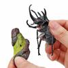 Carolata 3D Illustrated Rhinoceros Beetle Figures (6 Types / Includes Instruction Manual) Realistic Toys (Educational Toys) Birthday Gift Present (Foo