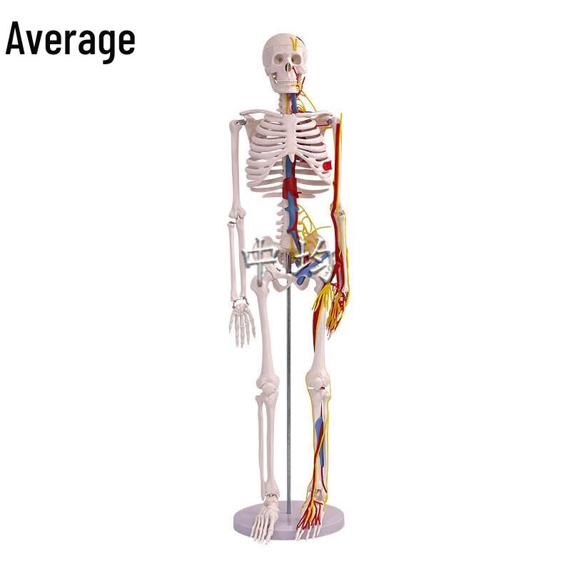 85CM Human Skeleton Model with Heart and Vessels
