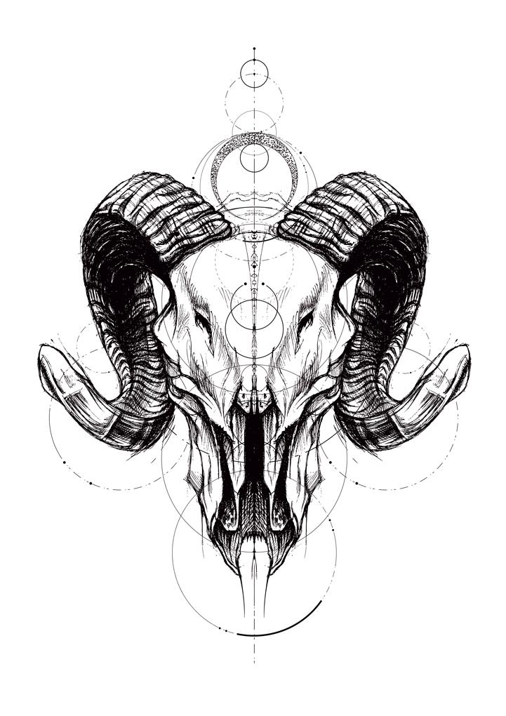 

Plakat szkic czaszka geometria 30x40 cm