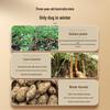 Tongrentang Sulfur-Free Gastrodia Elata Slices