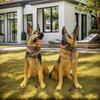 German Shepherd Resin Sculpture: Large Wolfdog Model for Courtyard Decor