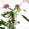 2pcs /pack Garden Spray Waterer Sprinkler Portable Plant Garden Watering Nozzle Tool