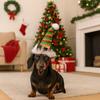 Cute Pet Christmas Hat Adjustable Pet Party Hat Delicate Festive Pet Hat  Holiday Photos