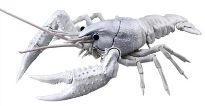 Fujimi Model Serie Ricerca Libera Creature Gambero di Fiume Americano Modello in Plastica Colorato Ricerca Libera N.24 EX-2 (bianca) Non in scala 24EX-2