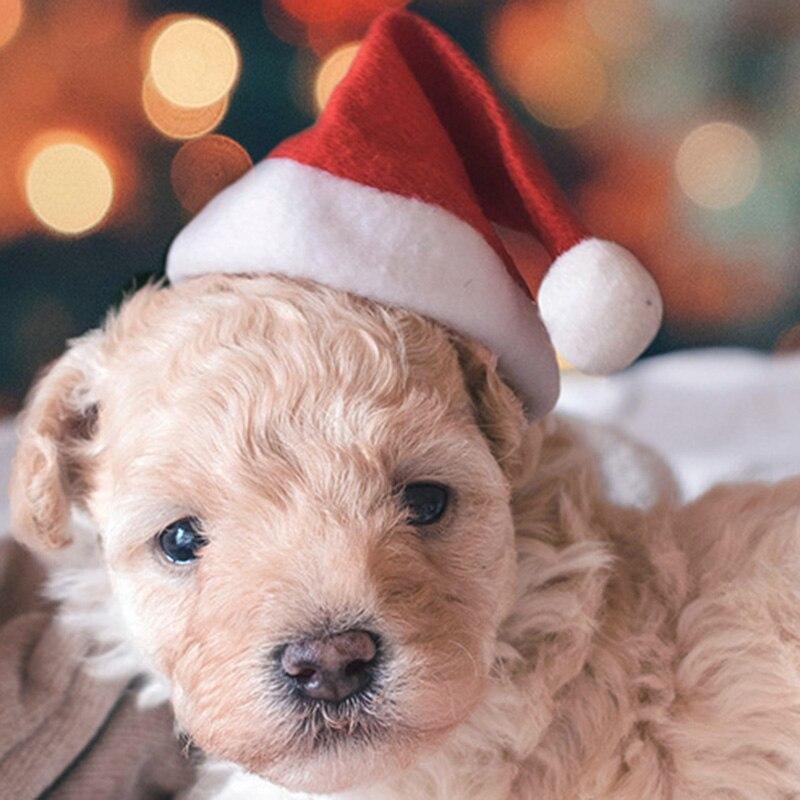 dog xmas hat