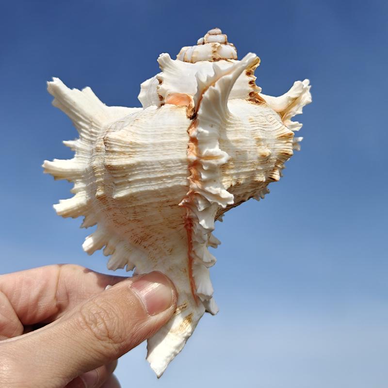 Large Conch Seashell Ornament for Wall Decor, Aquarium Aquascaping, and Sea Sound Collection