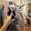 Niedliches Tier Mogwai Handgemachte Welpenpuppen Von Valentina Gekova Chihuahua SharPei Hund Statue Heimdeko Figur Zubehör