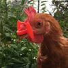 500 Bucăți Ochelari Anti-Ciuguit Pui 43x27mm Ochelari Roșii Păun Ochelari Fazan Plastic Fără Șurub Ochelari Păsări de Curte Pui