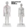 Teaching Acupuncture Meridians Model Women Acupuncture Model with Base Acupuncture Needle Set