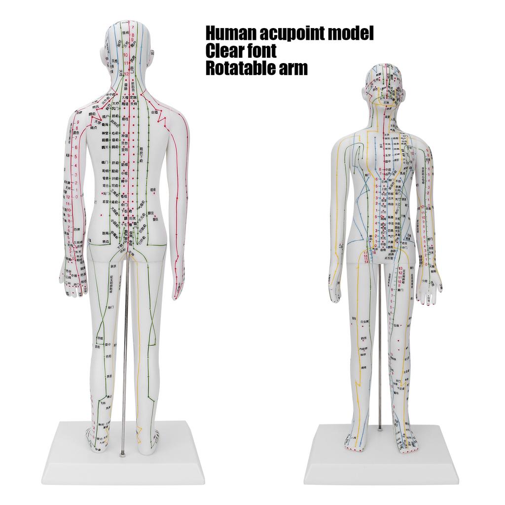 Teaching Acupuncture Meridians Model Women Acupuncture Model with Base Acupuncture Needle Set