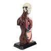 Human Body Model Anatomy Physiology Model Structure Organs Educational Learning Kit Science Classroo