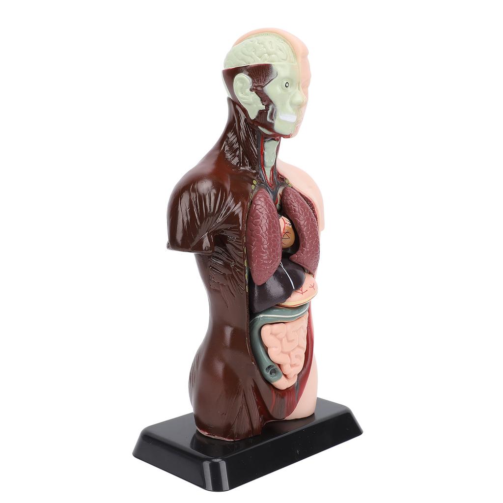 Model lidského těla, anatomie, fyziologie, struktura, orgány, vzdělávací sada pro vědeckou učebnu