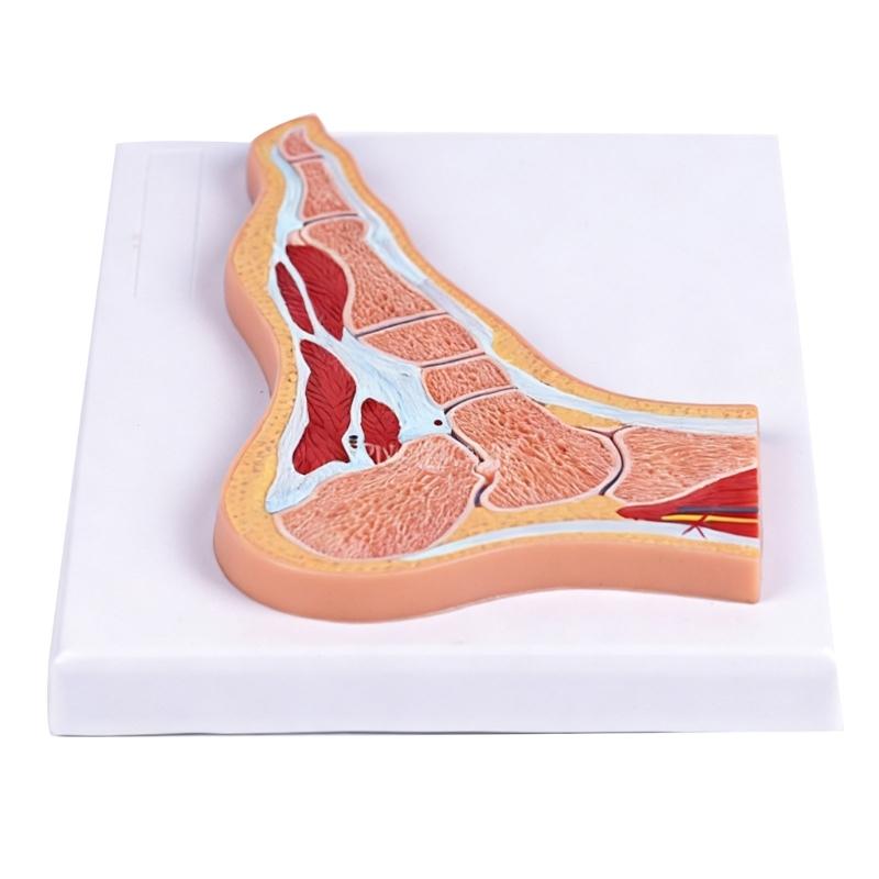 Educational PVC Foot Joint Anatomy Model Sectional Anatomical Ankle Foot Joint Model For Education And Clinical Settings