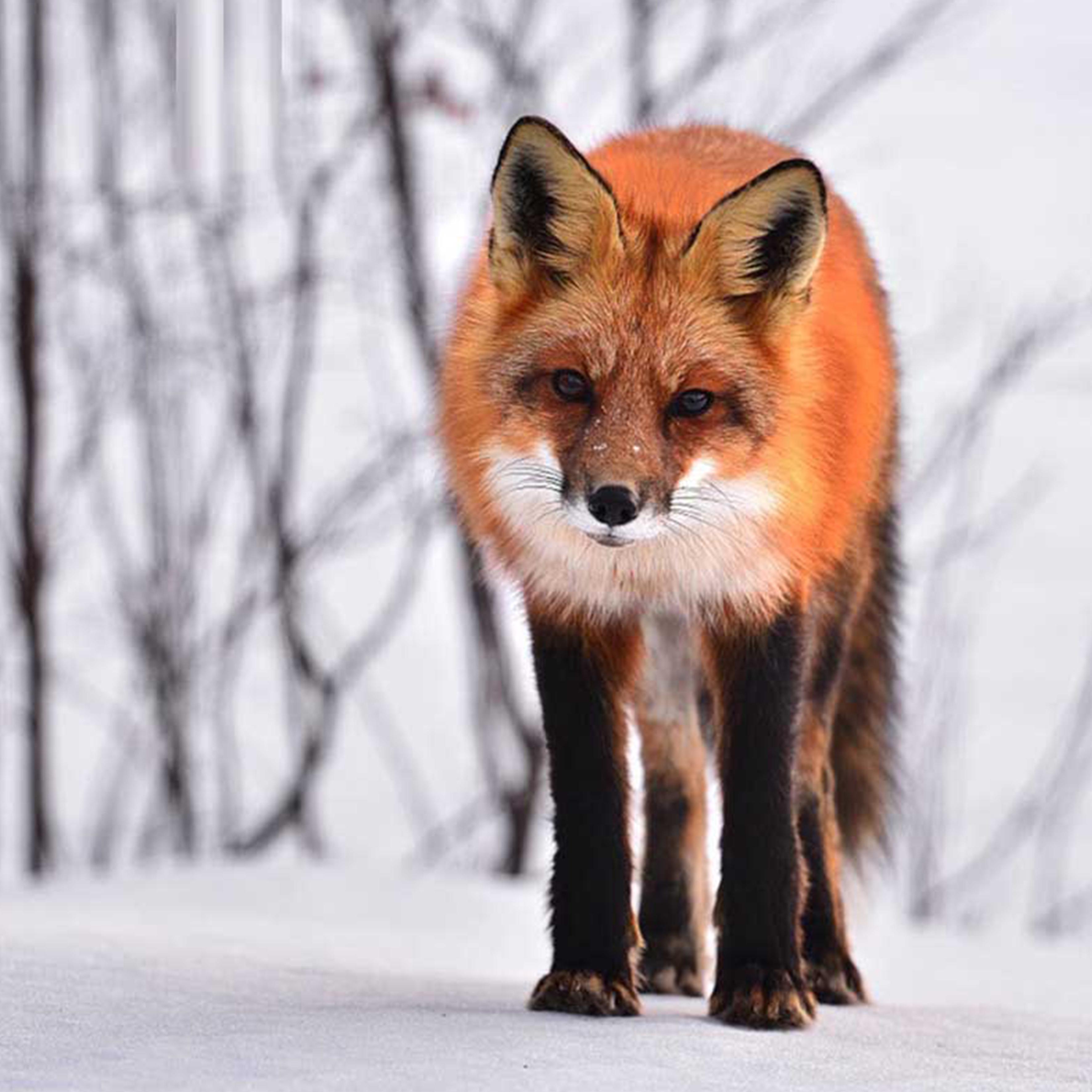 

Полный 5D Diy Алмазная картина «Снег и лиса», Алмазная вышивка, полная вышивка крестиком, домашний декор, подарок ручной работы