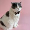 Cat Collar Pink with Bow Tie Safety Breakaway Kitten Pet 7-11in Dot  Pearl Flower Leopard Pattern