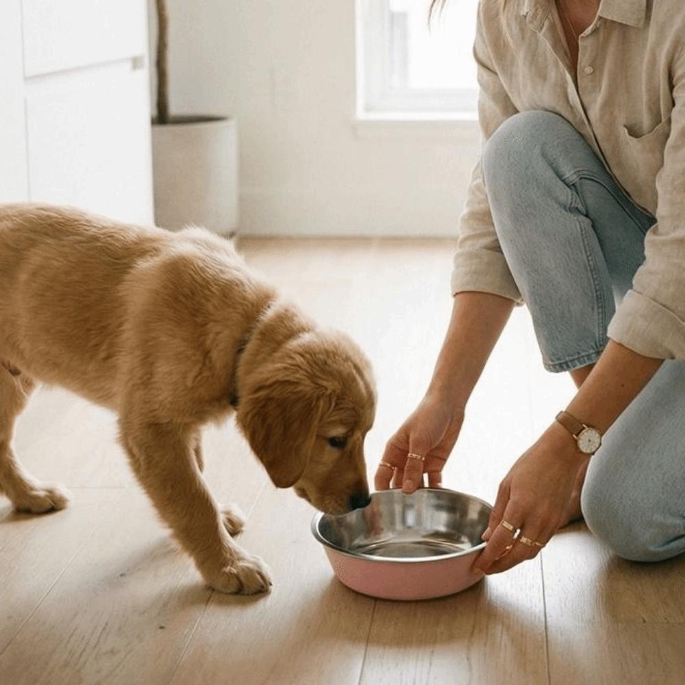 Non-slip Stainless Steel Dog Bowl Wide Mouth Cats Water Feeder  Pet Drinking Feeding