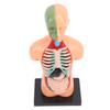 Human Body Model Skeleton Structure Educational Anatomy and Physiology Study Tools for Students Learning