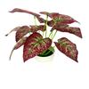 Bicolor Simulated Caladium Artificial Green Plant Potted Indoor Decoration