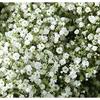 10 Branches (Pcs) Gypsophila Baby Breath Artificial Flower Bouquet, Approx. 900 Beautiful White Flowers for Wedding Bridal Party Home Floral