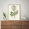 Botanical Fern Flower Poster Print Canvas Art Pictures Home for Living Room and Bedroom Wall Modern Decor Frameless Painting