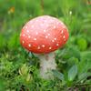 DIY Garden Mushroom Decoration Decoration Crafts Mushroom Resin Statue Figurine  for Patio Yard