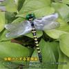 solaay Oniyanma Dragonfly a natural enemy of insects and a repellent for 12cm insect repellent model for insect Easy to Ideal for home and Model,