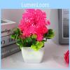 Chrysanthemum Plant Potted Decor For Tabletop Display And Gift Giving