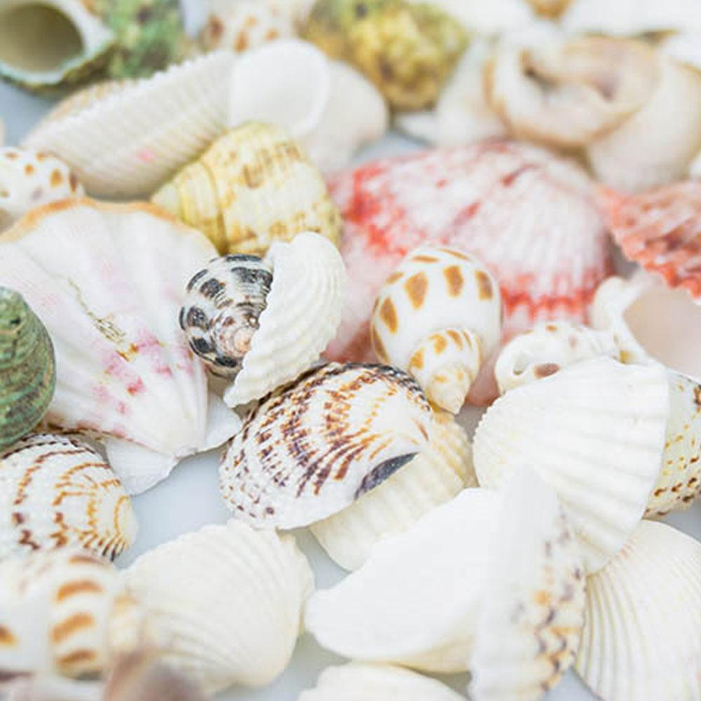 3pcs Decorate seashells with cylinder landscaping Ocean Spiral Seashells Crafts Aquarium Decoration Landscaping Accessories