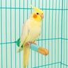 Bite Resistant Parrot Standing Pole Stable Frosted Station Pole  Parrot Training