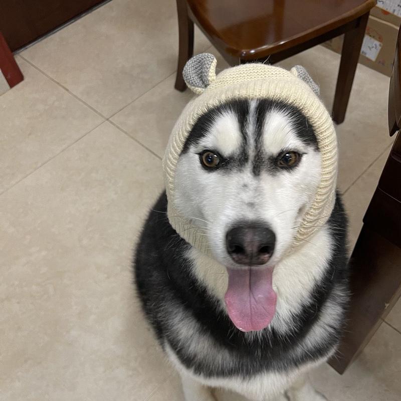 Pet Hat Winter Labrador Golden Retriever Funny Headgear Warm Cute Puppy Hat