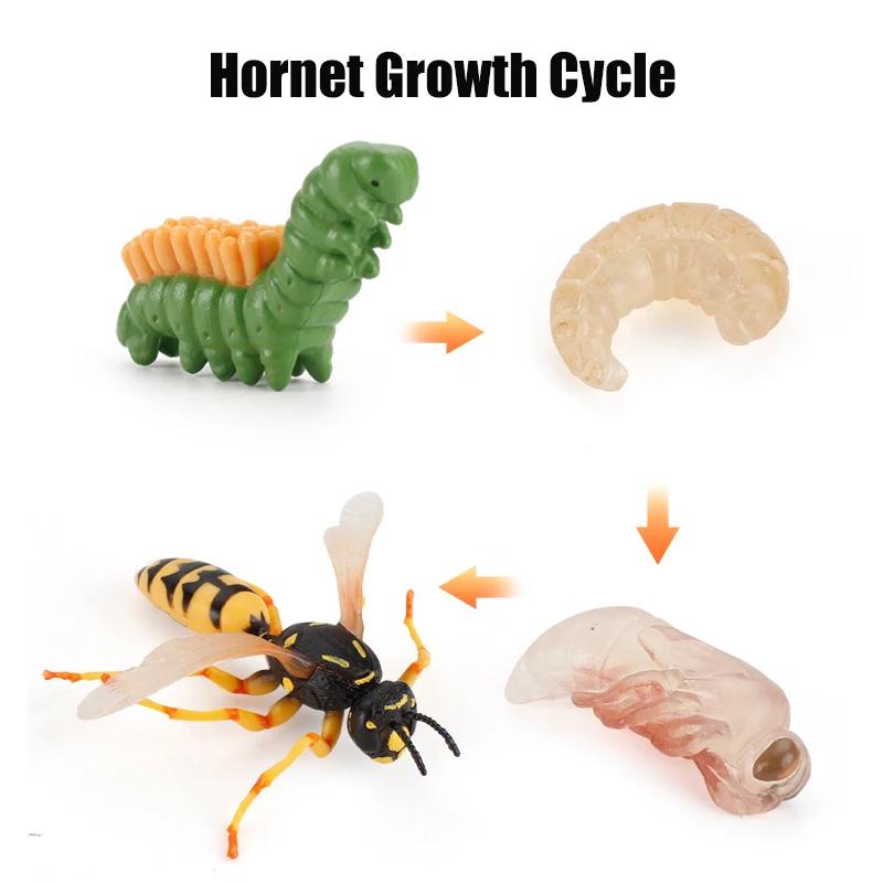 Animal Life Cycle Board Children Toys Montessori Teaching Aids Plant Animal Growth Cycle Model Set Preschool Cognitive Toys