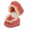 Modèle de dent 28 dents Modèle orthodontique dentaire Fournitures d'étude pédagogique Démonstration dentaire