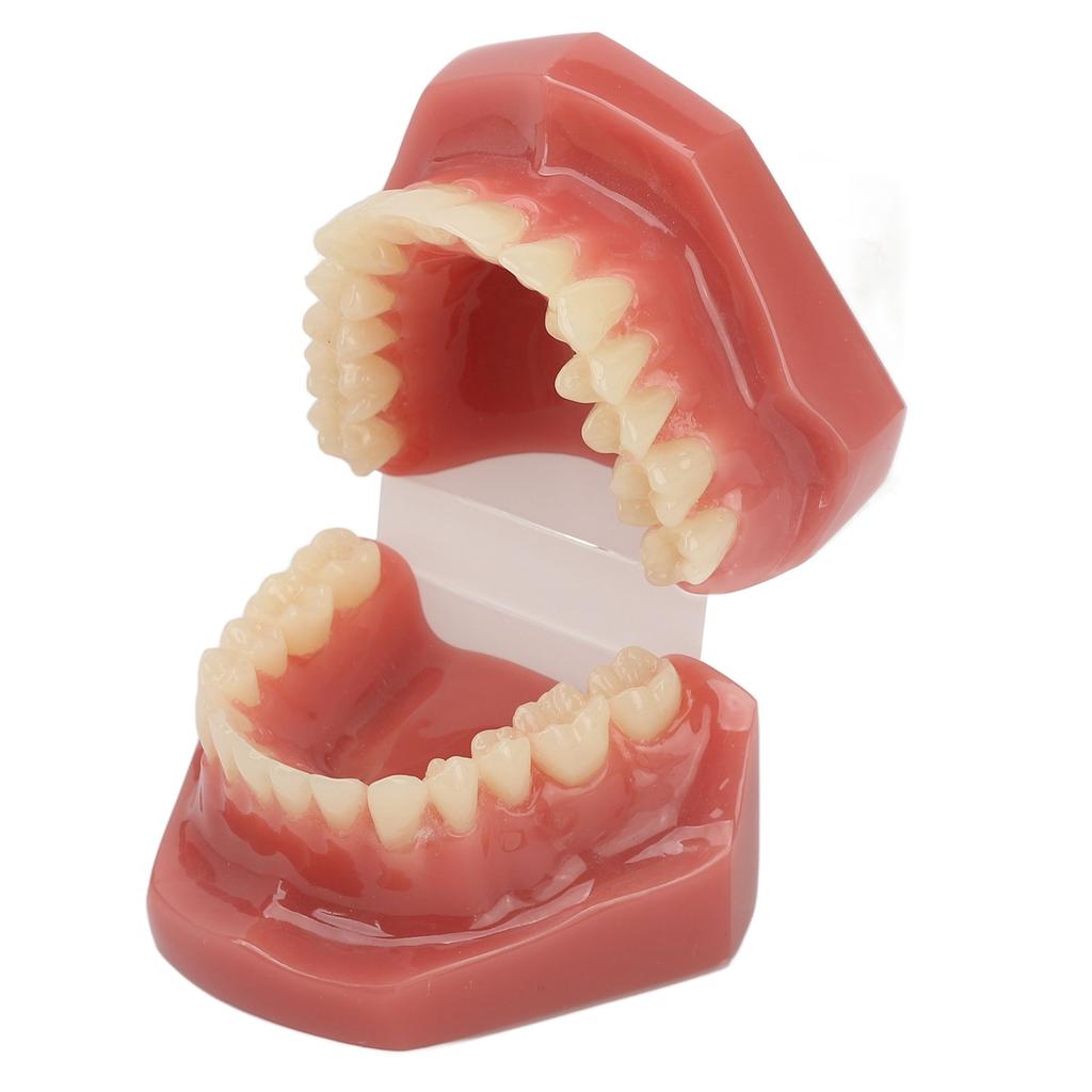 Modèle de dent 28 dents Modèle orthodontique dentaire Fournitures d'étude pédagogique Démonstration dentaire