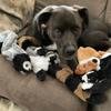 Giocattolo per cani divertente simulato senza imbottitura con cigolii, giocattolo da masticare per cani con cigolii, peluche resistente senza imbottitura, giocattolo squittio per animali domestici