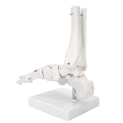 Foot Ankle Joint Model Demonstration Human Foot Teaching Model with Base