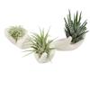 3Pcs Air Plant Holder Ceramics Airplants Holder Small Container Pots Hand Shape Office Desk Base Airplants Display Container