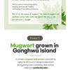 JMsolution - Releaf Mild Acidic Wormwood Balm Cream