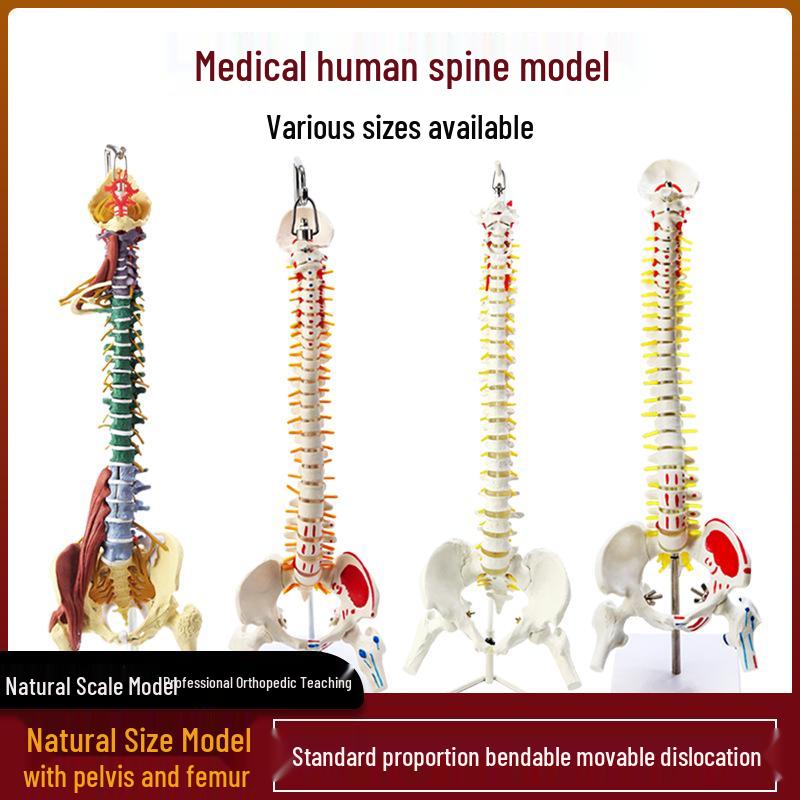 Adult 1:1 Human Spine Model for Chiropractic Practice - Cervical, Lumbar, and Skeleton Display
