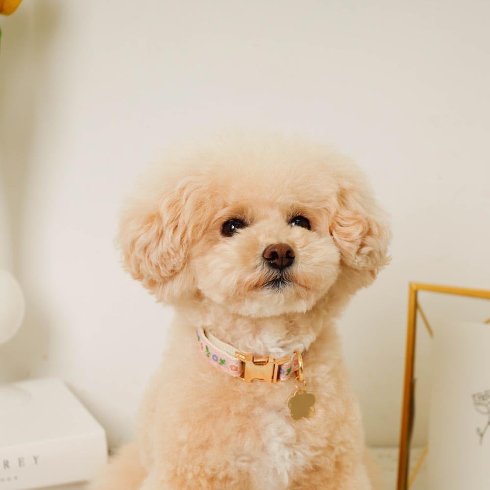 Charm Embroidered Collar Lead Dog Collar for Small Dogs Popular Brand for Toy Poodles and Chihuahuas Monchéri [Flower + Set] (FREE/Pink) Cute,