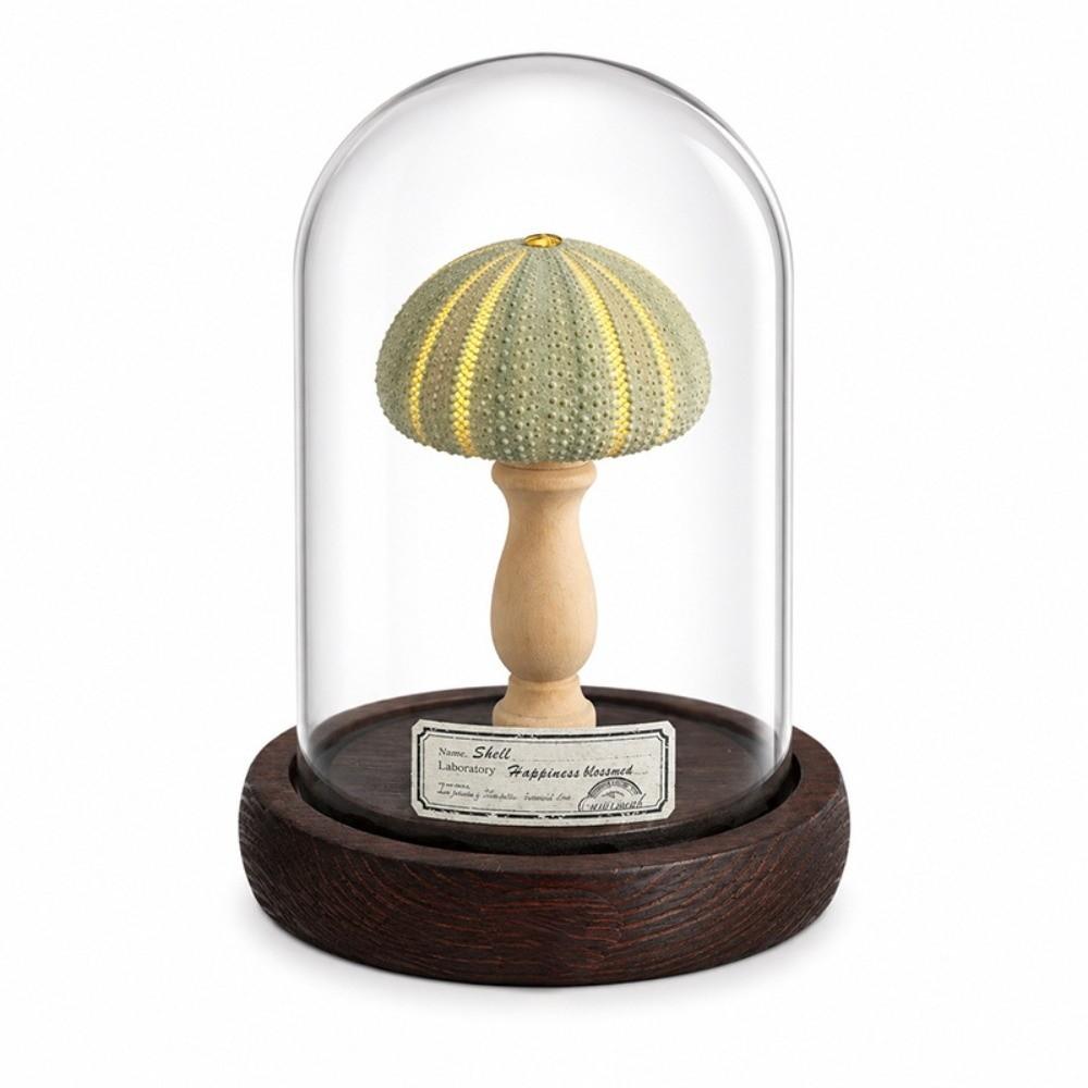 Flicker Free Shell Lamp Soft Lighting Mini LED Lamp Vintage Style Desk Lamp Holiday Gift
