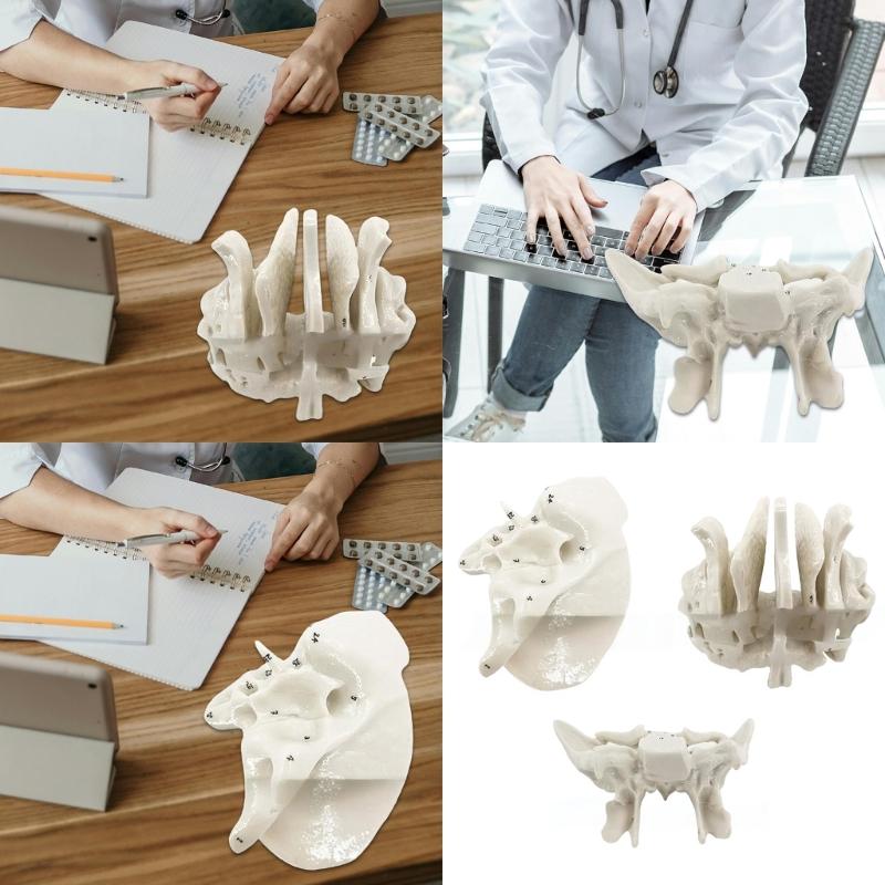 Human Skeleton Anatomical Model Temporal Bone Model Teaching Aid Human Ethmoid Bone Model for Science Class
