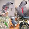 1Pcs Adjustable Parrot Training Harness Anti-Bite Flying Traction Rope Sturdy Strap for Outdoor Walking Flight